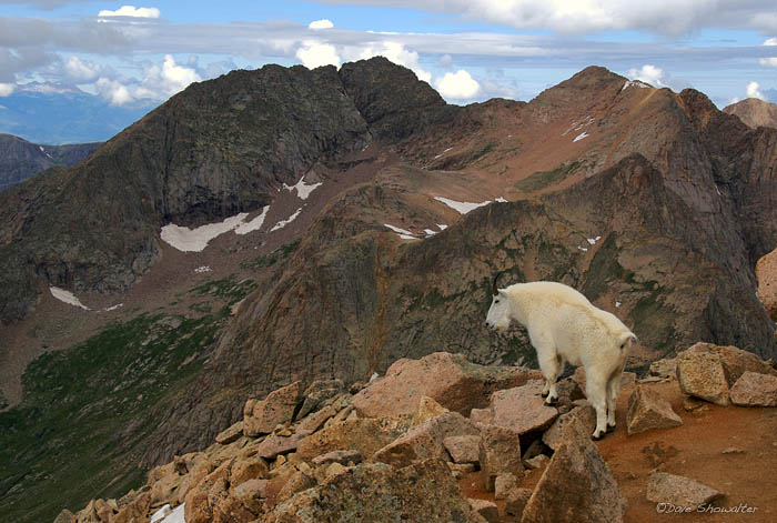 A male mountain goat peers over the edge with a spectacular backdrop of Mount Eolus. We came upon this goat while climbing Sunshine...